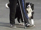 Dogs NZ  Rally-O is a dog sport that can be enjoyed by dogs and people of all ages and abilities